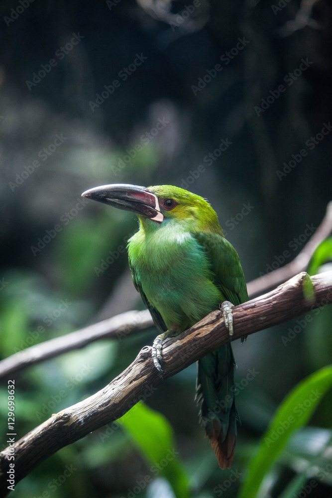 Fototapeta premium Green bird sitting on a branch