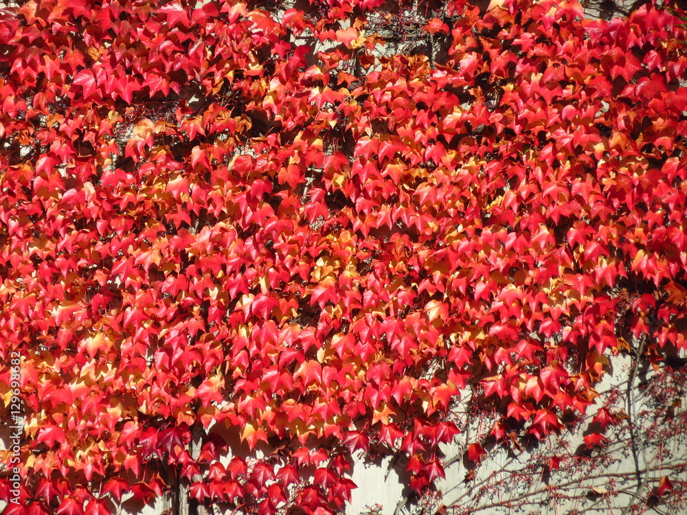 Herbstblätter Herbstblätter