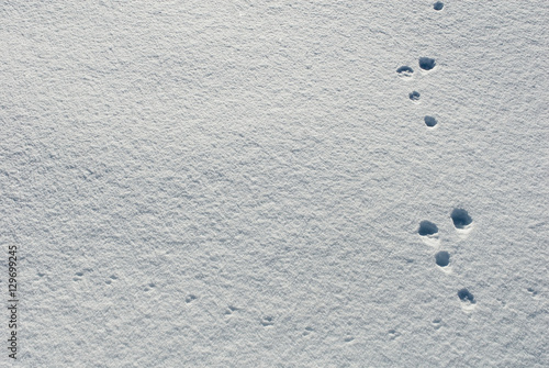 Impronta di Lepre e di un uccello sulla neve fresca del Passo del Sempione, Svizzera photo