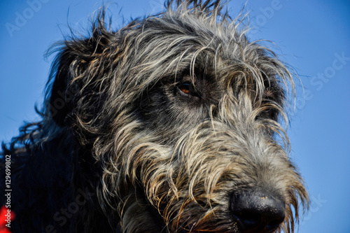 Portrait of beautiful grey Irish wolfhound dog posing in the garden. Close up of happy gray and black dog