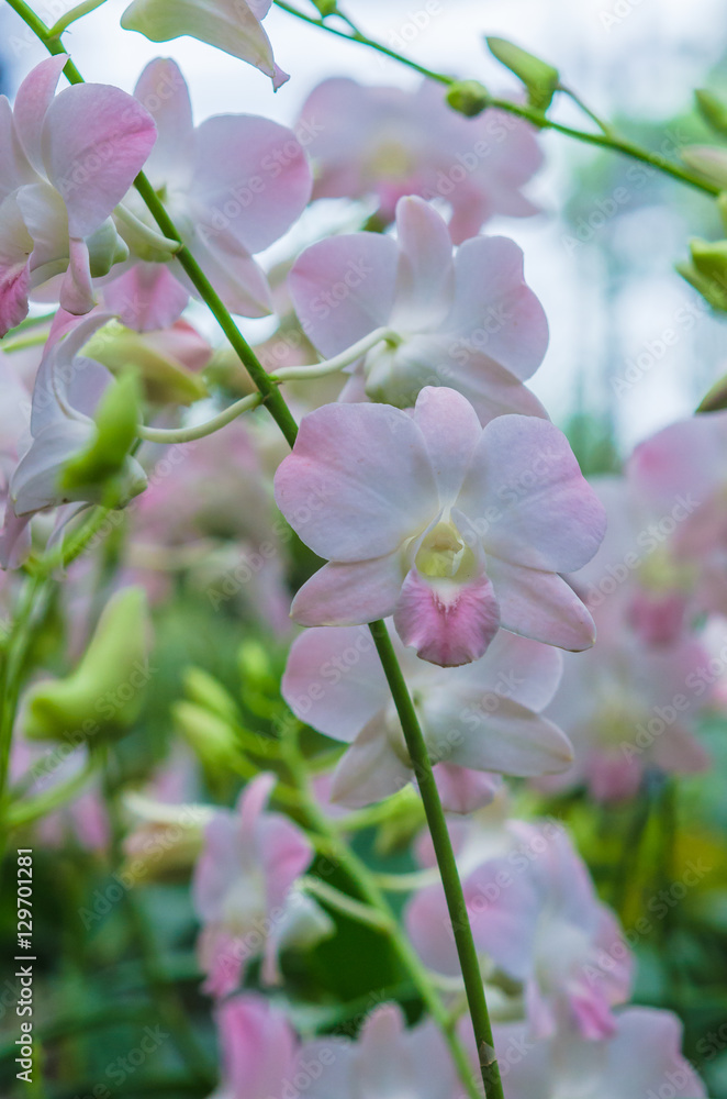 Fototapeta premium The beauty of orchids