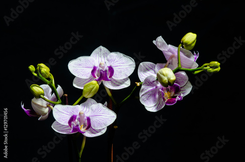 The beauty of orchids 
