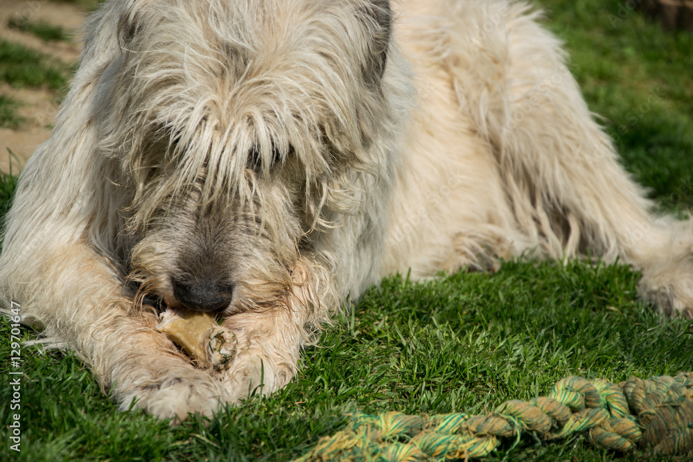 Lying white Irish Wolfhound dog eats bone on the grass. Happy adult dog gnaws a bone in the garden on the lawn Lying white Irish Wolfhound dog eats bone on the grass. Happy adult dog gnaws a bone in the garden on the lawn