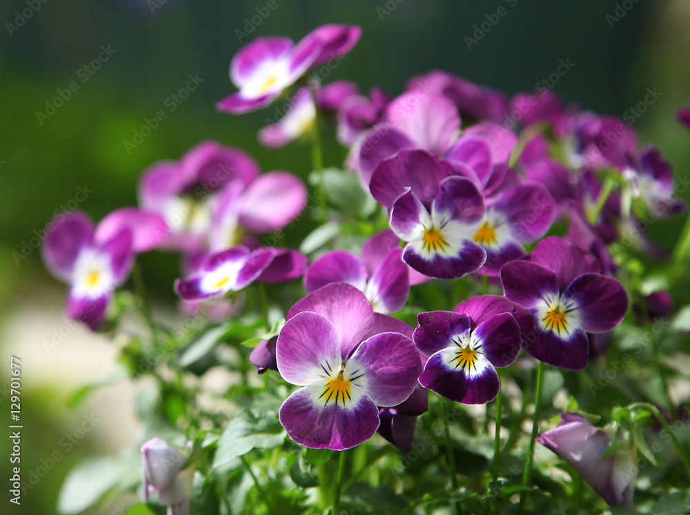 Fleurs de Viola cornuta Fleurs de Viola cornuta