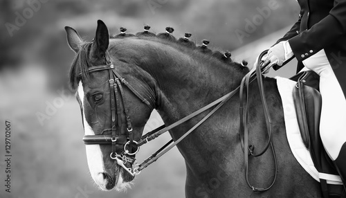 Close up of the head a bay dressage horse, black white © Dotana