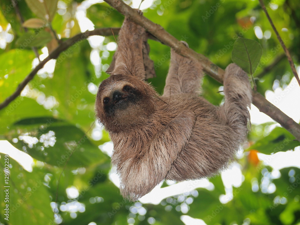 Fototapeta premium Cute sloth, Bradypus variegatus, hanging from a branch in the forest, wild animal, Panama, Central America