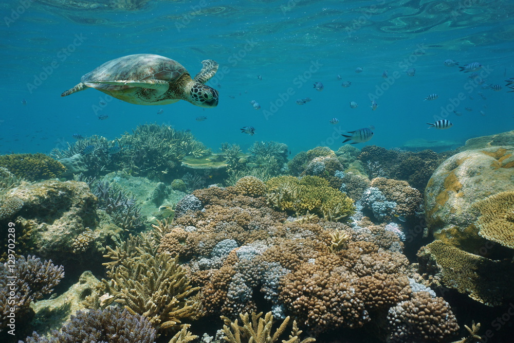 Fototapeta premium A green sea turtle underwater on a shallow coral reef with fish, New Caledonia, south Pacific ocean 