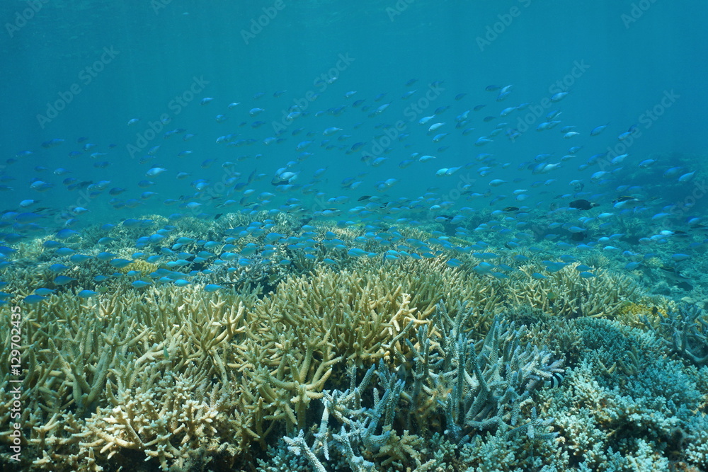 Fototapeta premium School of fish blue-green chromis, Chromis viridis, above staghorn coral, underwater in the lagoon of Grand Terre island in New Caledonia, south Pacific ocean 