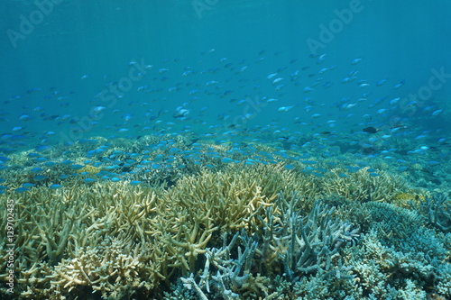 Fototapeta Naklejka Na Ścianę i Meble -  School of fish blue-green chromis, Chromis viridis, above staghorn coral, underwater in the lagoon of Grand Terre island in New Caledonia, south Pacific ocean
