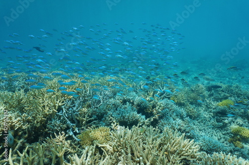 Underwater coral reef with a school of fish Blue-green chromis, New Caledonia, south Pacific ocean 