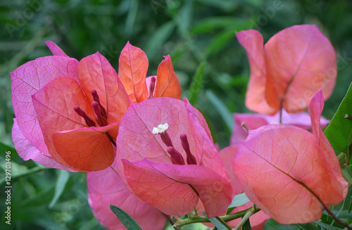 Vielblütige Wunderblume photo