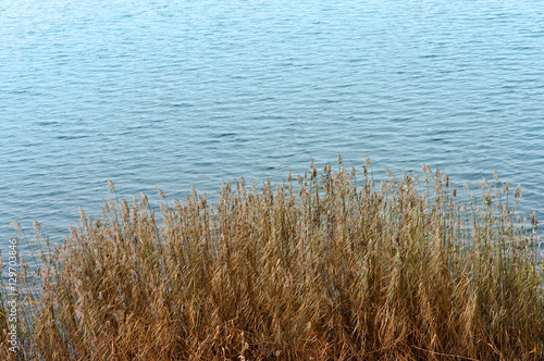Dry grass on the shore. Thickets of reeds on the lake.