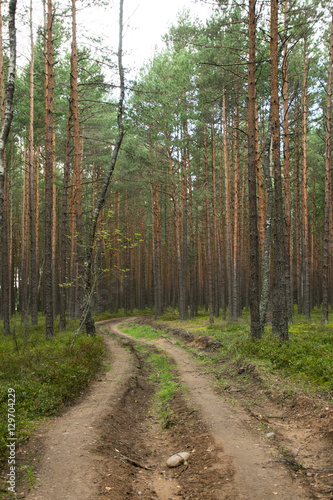 Road in summer forest