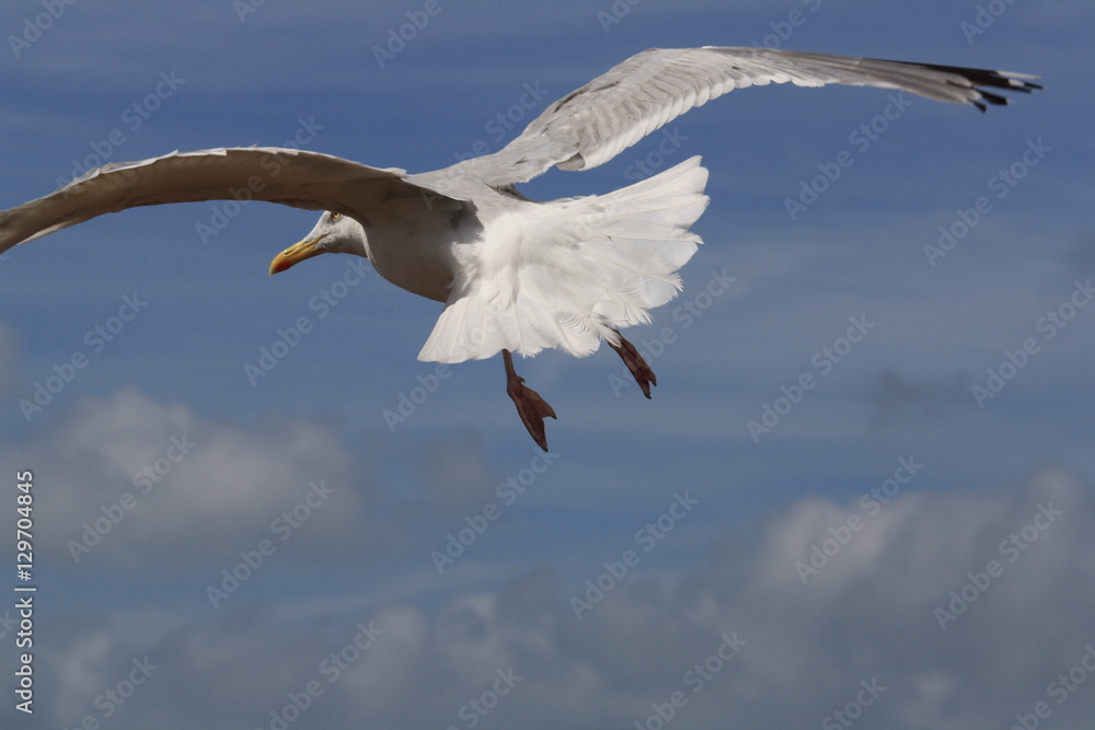 mouette mouette
