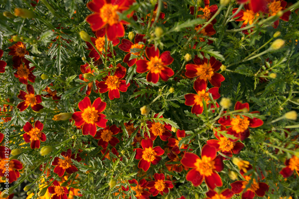 Marigolds in close up. The pleasant smell of marigolds