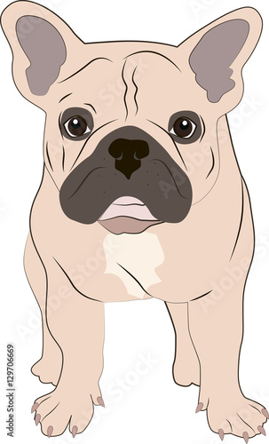french bulldog