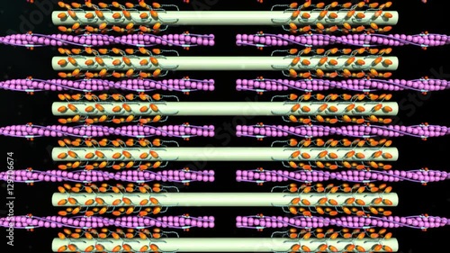 Calcium troponin release