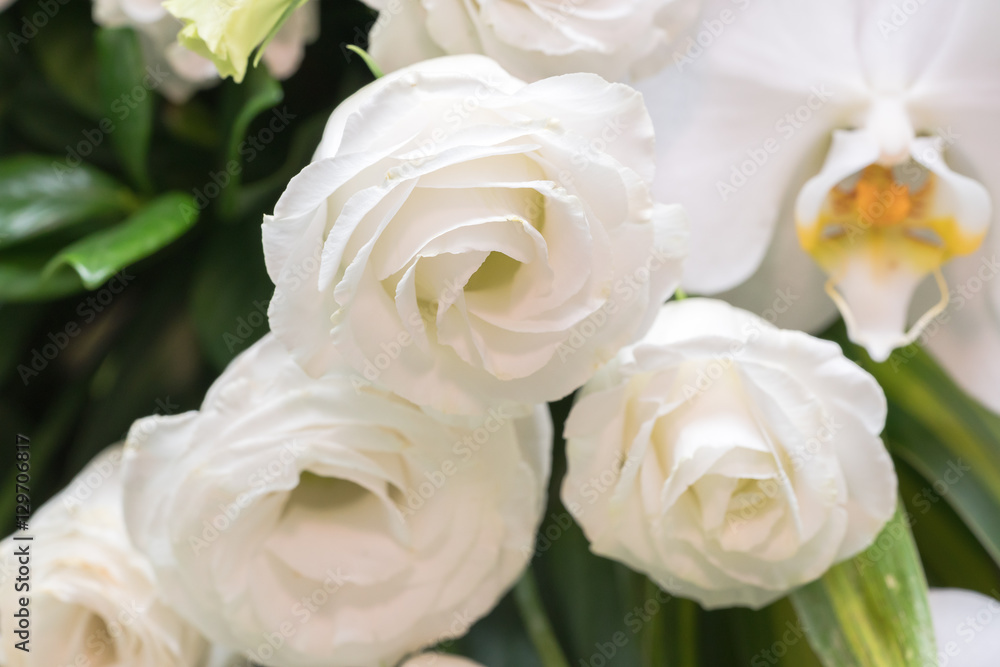Many white roses as a floral background
Many white roses as a floral background