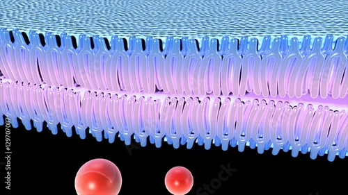 Cell membrane photo