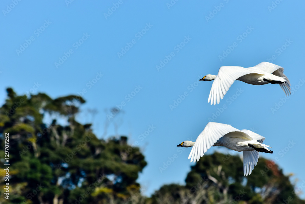 Obraz premium 飛ぶ白鳥(二羽)