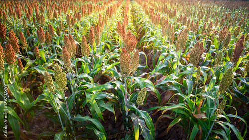 Foto sorghum field in sunrise