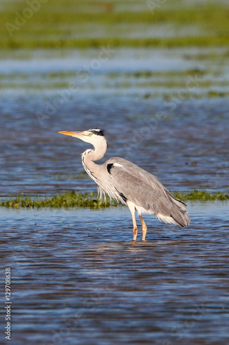 Grey heron in wetlands in natural reserve and national park Dona