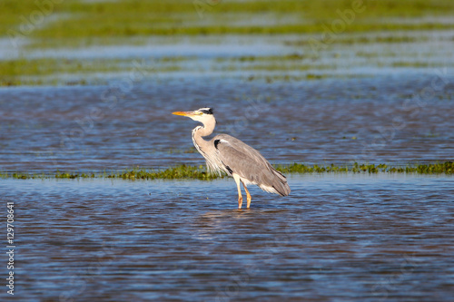 Grey heron in wetlands in natural reserve and national park Dona