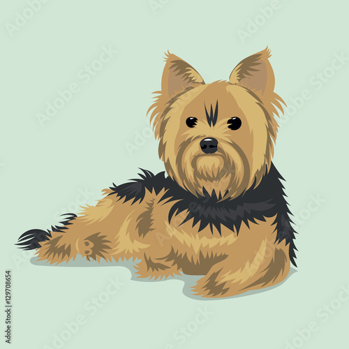 yorkshire terrier dog at one color background