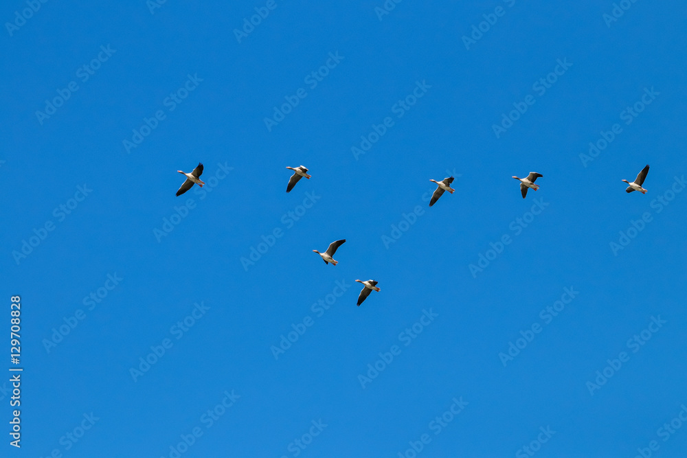 Greylag goose flock flying in migration in natural reserve and national park Donana, Andalusia, Spain. Greylag goose flock flying in migration in natural reserve and national park Donana, Andalusia, Spain.
