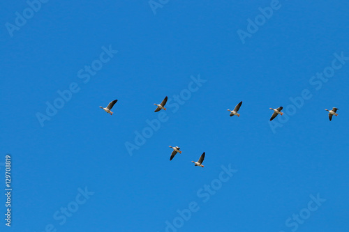 Greylag goose flock flying in migration in natural reserve and national park Donana, Andalusia, Spain.
