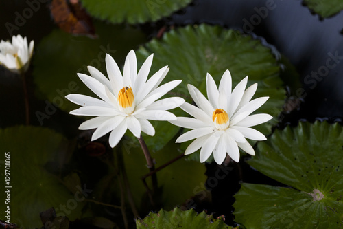 Fototapeta Naklejka Na Ścianę i Meble -  Водяные лилии
