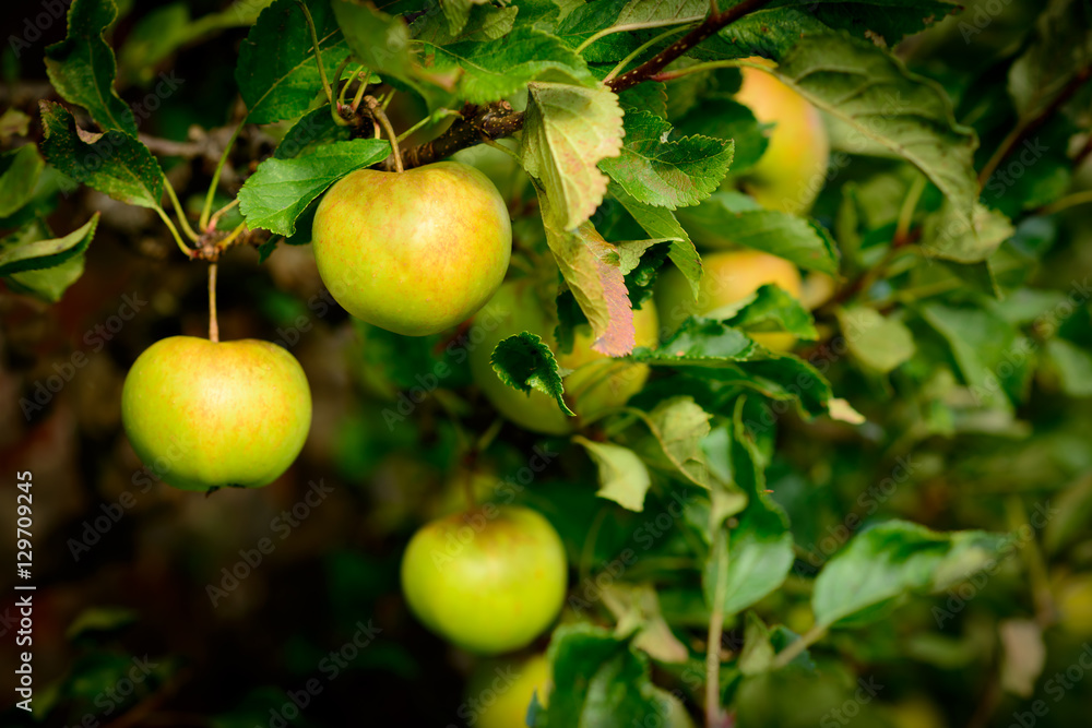'Sunset' Apples - Malus domestica