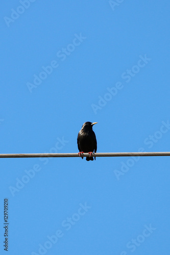 Spotless starling singing in a wire in natural reserve and national park Donana, Andalusia, Spain. © Alfredo