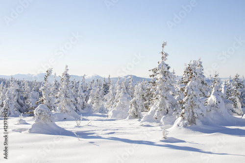 Snow covered spruces on Mountain range Zyuratkul. Winter landsca