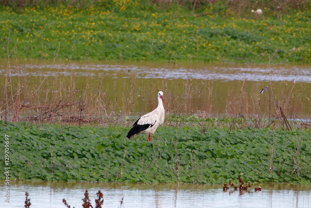 White stork (Ciconia ciconia) in a field in Donana, Andalusia, Spain