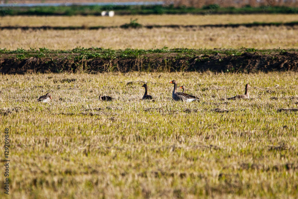 Greylag goose (Anser anser) in grass in natural reserve and nati Greylag goose (Anser anser) in grass in natural reserve and nati