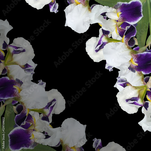 Fototapeta Naklejka Na Ścianę i Meble -  Beautiful floral background of purple irises 