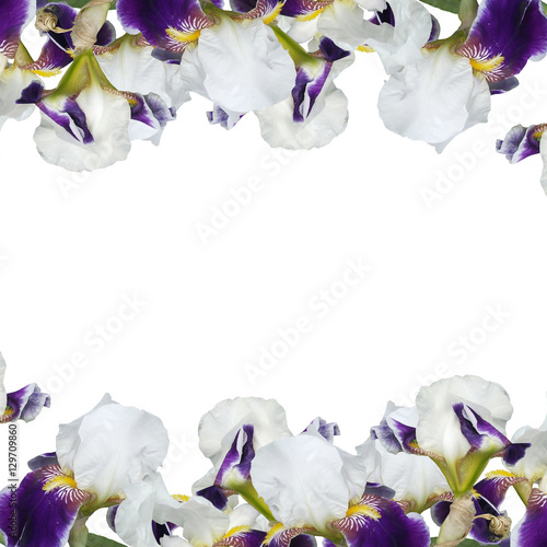 Fototapeta Naklejka Na Ścianę i Meble -  Beautiful floral background of purple irises 