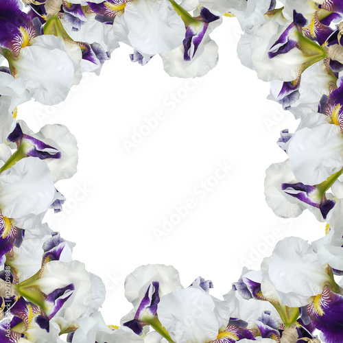 Fototapeta Naklejka Na Ścianę i Meble -  Beautiful floral background of purple irises 