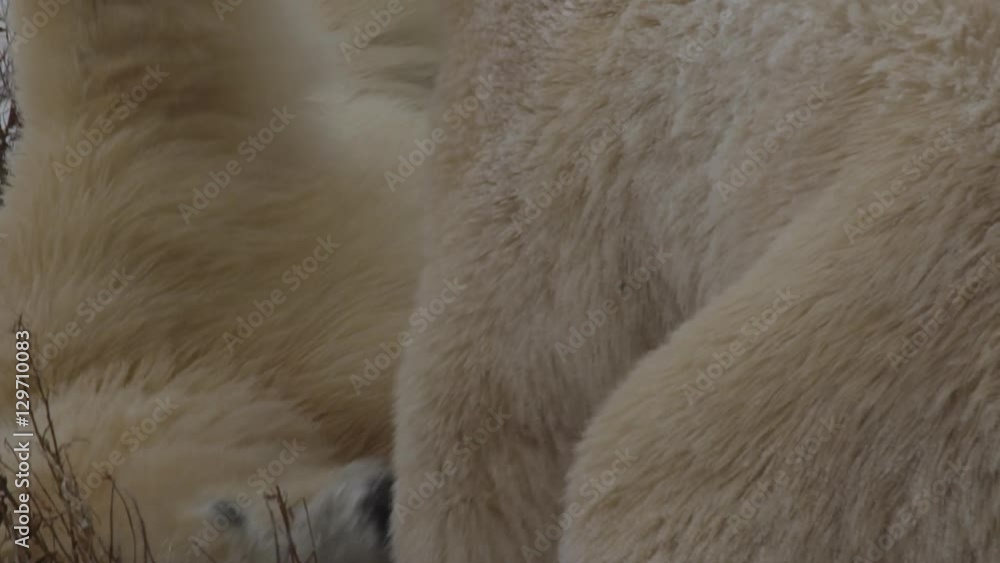 Close on polar bear on ground being attacked by other and sparring Close on polar bear on ground being attacked by other and sparring