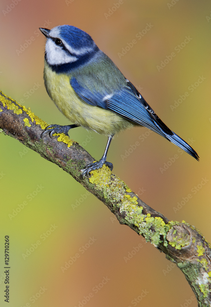 Obraz premium blue tit in a tree