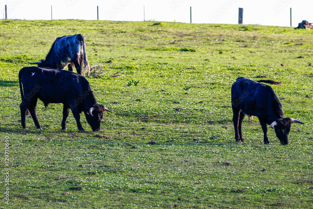 Angry bull, grazing in natural reserve and national park Donana, Angry bull, grazing in natural reserve and national park Donana,
