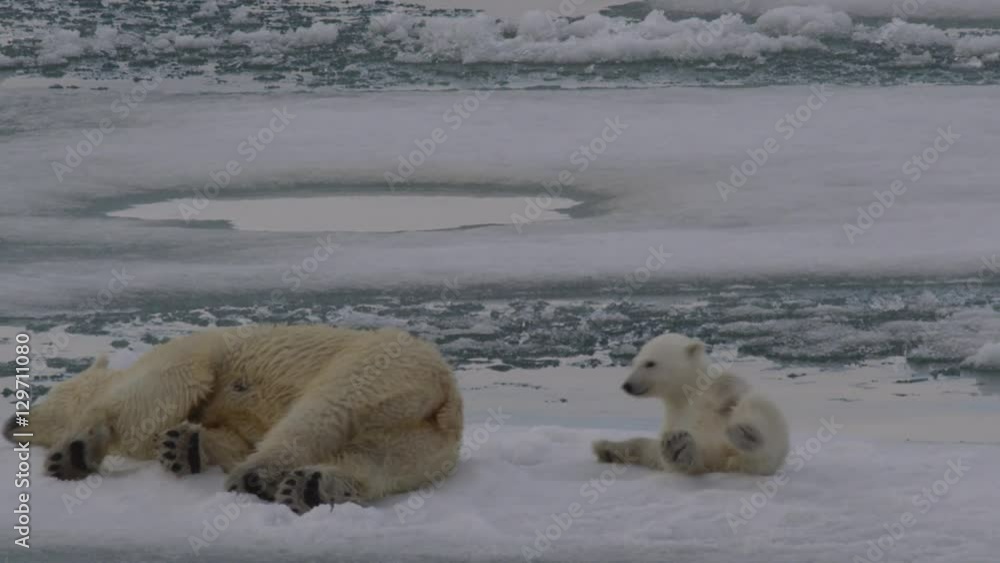 Close up on polar bear and its cub rolling on sea ice Close up on polar bear and its cub rolling on sea ice
