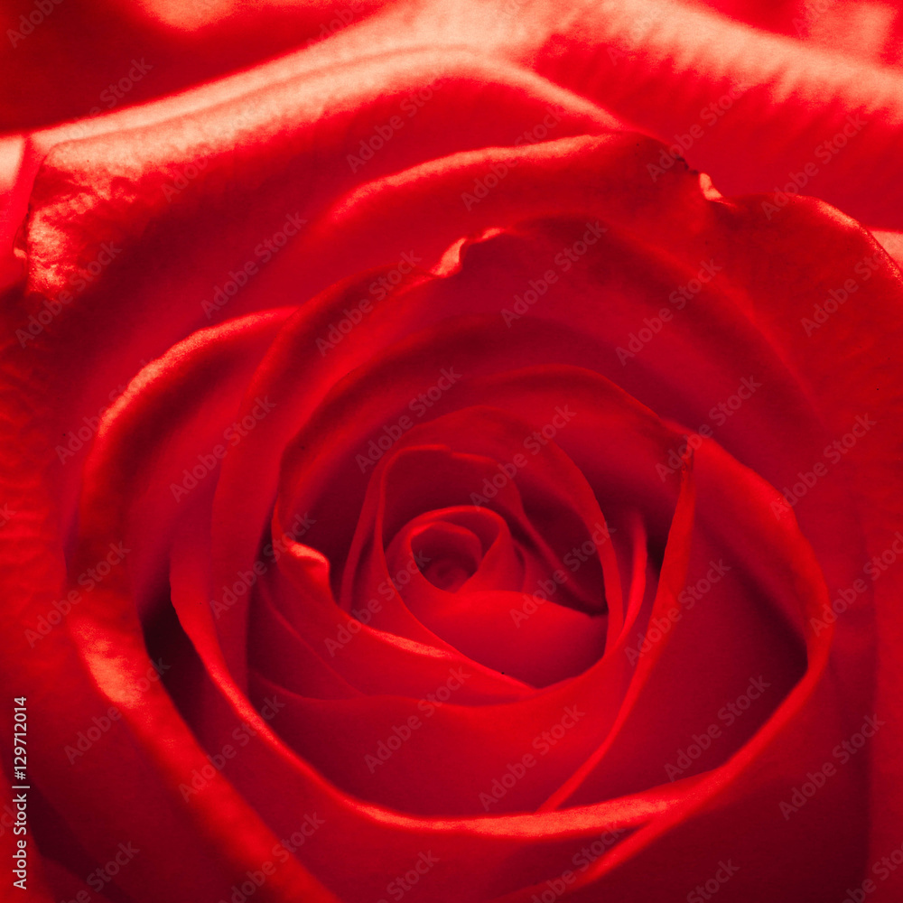 Naklejka premium Head of a red rose