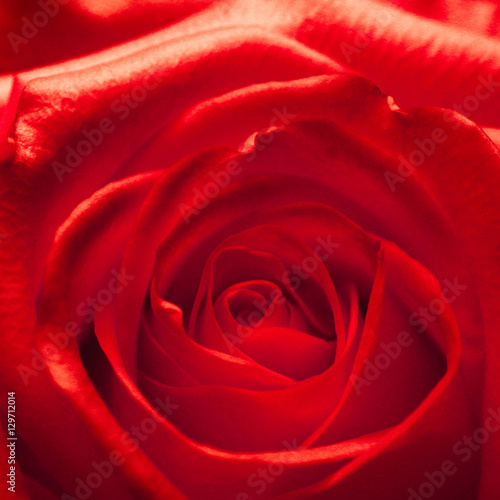 Head of a red rose