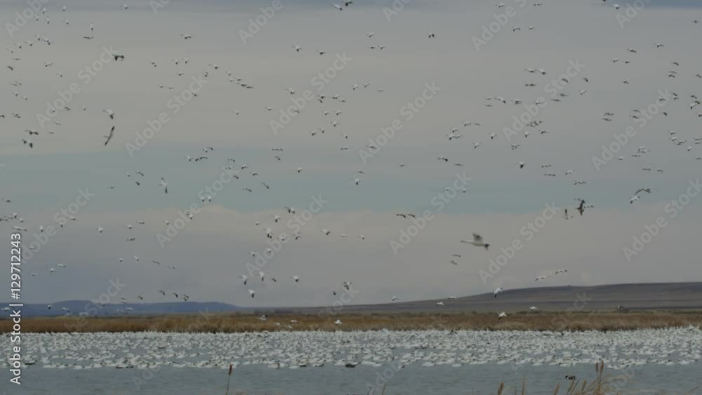 Slow motion wide - thousands snow geese landing in marsh Slow motion wide - thousands snow geese landing in marsh