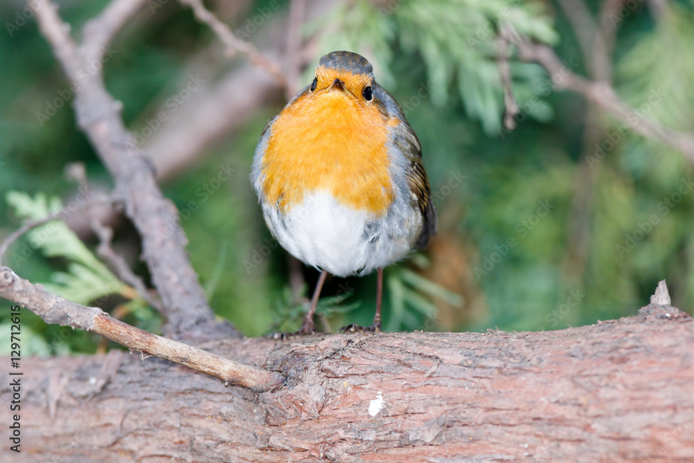 Robin (Erithacus rubecula) Robin (Erithacus rubecula)
