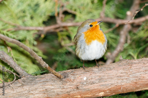 Robin (Erithacus rubecula)