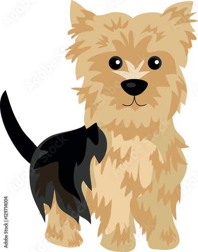 yorkshire terrier dog at one color background
