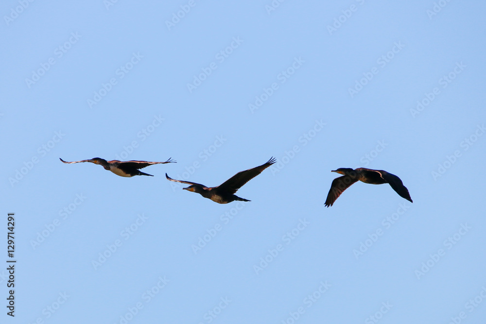Obraz premium Great cormorant Flock flying in natural reserve and national par